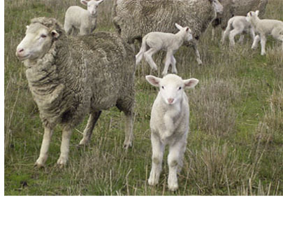 Merinos