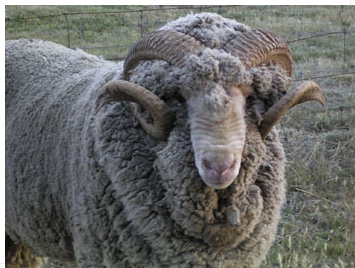 Merino ram